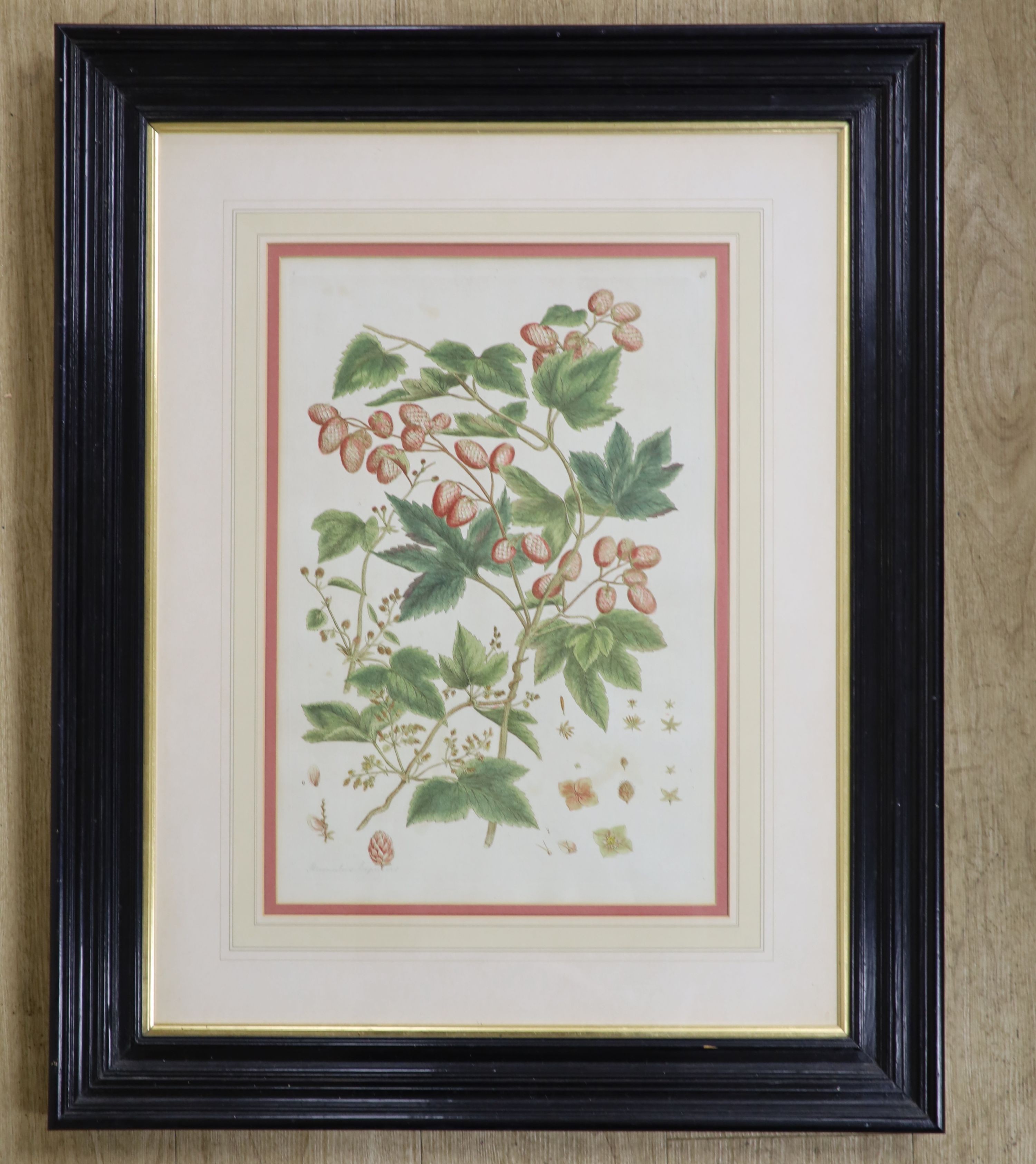 Basilius Baseler (1561-1629), coloured engraving, Botanical study of hops, inscribed in pencil, 44 x 31cm